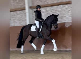 Hanovrien, Hongre, 4 Ans, 165 cm, Bai brun foncé