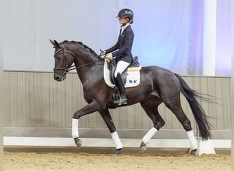 Hanovrien, Hongre, 4 Ans, 165 cm, Bai brun foncé