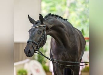 Hanovrien, Hongre, 4 Ans, 165 cm, Bai brun foncé