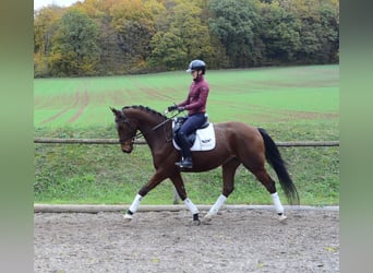 Hanovrien, Hongre, 4 Ans, 165 cm, Bai