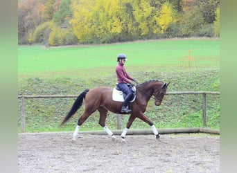 Hanovrien, Hongre, 4 Ans, 165 cm, Bai