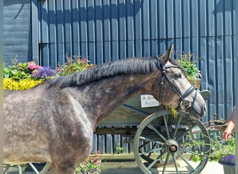 Hanovrien, Hongre, 4 Ans, 165 cm, Gris pommelé