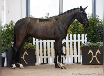 Hanovrien, Hongre, 4 Ans, 165 cm, Noir