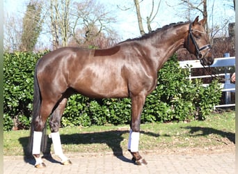 Hanovrien, Hongre, 4 Ans, 166 cm, Alezan brûlé