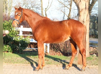 Hanovrien, Hongre, 4 Ans, 166 cm, Alezan
