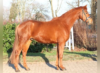 Hanovrien, Hongre, 4 Ans, 166 cm, Alezan