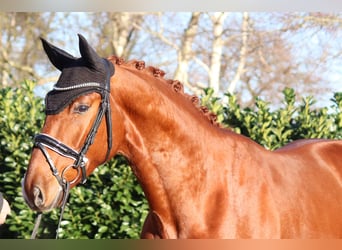 Hanovrien, Hongre, 4 Ans, 166 cm, Alezan