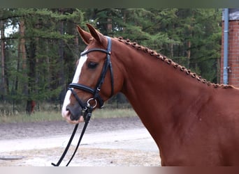 Hanovrien, Hongre, 4 Ans, 166 cm, Alezan