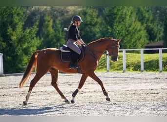 Hanovrien, Hongre, 4 Ans, 166 cm, Alezan