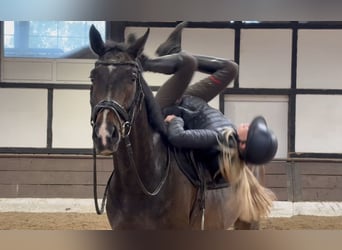 Hanovrien, Hongre, 4 Ans, 166 cm, Bai brun