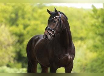 Hanovrien, Hongre, 4 Ans, 166 cm, Bai brun