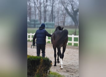 Hanovrien, Hongre, 4 Ans, 166 cm, Bai brun