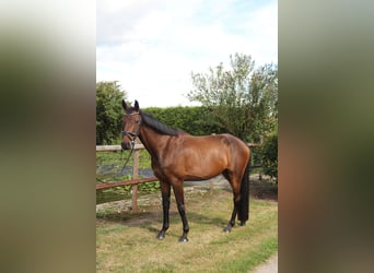 Hanovrien, Hongre, 4 Ans, 166 cm, Bai brun
