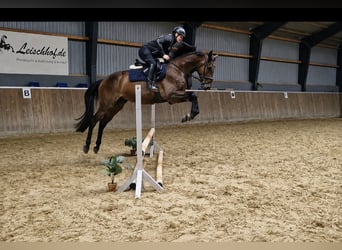 Hanovrien, Hongre, 4 Ans, 166 cm, Bai brun