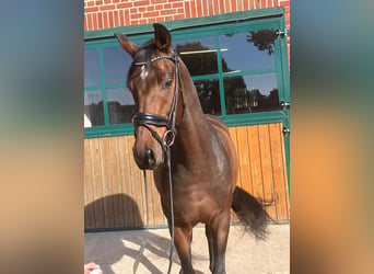 Hanovrien, Hongre, 4 Ans, 166 cm, Bai