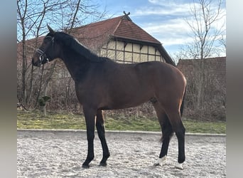 Hanovrien, Hongre, 4 Ans, 166 cm, Bai