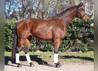 Hanovrien, Hongre, 4 Ans, 166 cm, Bai
