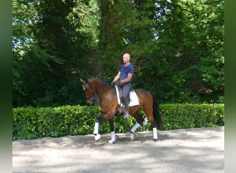 Hanovrien, Hongre, 4 Ans, 166 cm, Bai