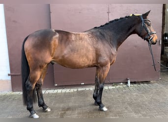 Hanovrien, Hongre, 4 Ans, 166 cm, Bai