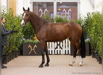 Hanovrien, Hongre, 4 Ans, 166 cm, Bai