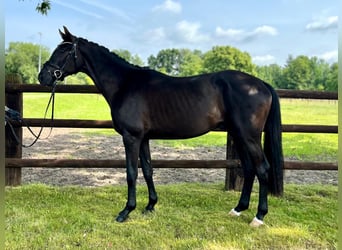 Hanovrien, Hongre, 4 Ans, 166 cm, Noir