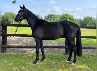 Hanovrien, Hongre, 4 Ans, 166 cm, Noir