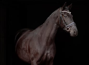 Hanovrien, Hongre, 4 Ans, 166 cm, Noir