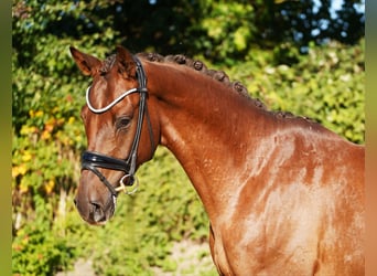 Hanovrien, Hongre, 4 Ans, 167 cm, Alezan brûlé