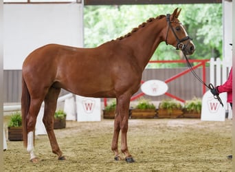Hanovrien, Hongre, 4 Ans, 167 cm, Alezan brûlé