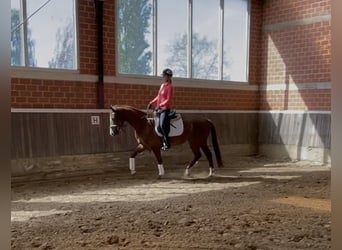 Hanovrien, Hongre, 4 Ans, 167 cm, Alezan