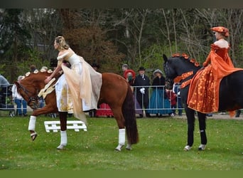 Hanovrien, Hongre, 4 Ans, 167 cm, Alezan