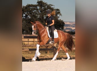 Hanovrien, Hongre, 4 Ans, 167 cm, Alezan