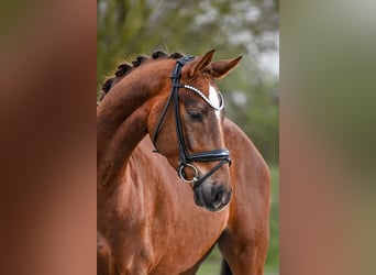 Hanovrien, Hongre, 4 Ans, 167 cm, Alezan