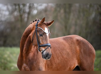 Hanovrien, Hongre, 4 Ans, 167 cm, Alezan