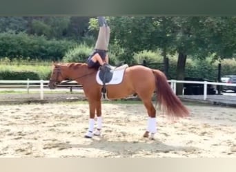 Hanovrien, Hongre, 4 Ans, 167 cm, Alezan