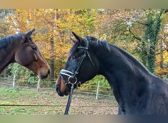 Hanovrien, Hongre, 4 Ans, 167 cm, Bai brun