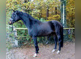 Hanovrien, Hongre, 4 Ans, 167 cm, Bai brun