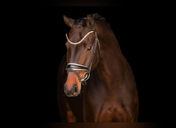 Hanovrien, Hongre, 4 Ans, 167 cm, Bai brun