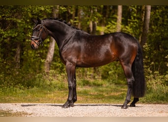 Hanovrien, Hongre, 4 Ans, 167 cm, Bai brun