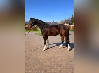 Hanovrien, Hongre, 4 Ans, 167 cm, Bai brun