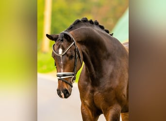 Hanovrien, Hongre, 4 Ans, 167 cm, Bai brun