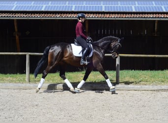 Hanovrien, Hongre, 4 Ans, 167 cm, Bai brun