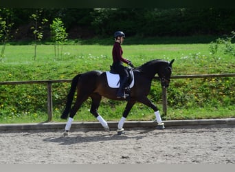 Hanovrien, Hongre, 4 Ans, 167 cm, Bai brun