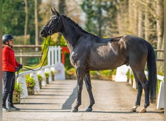 Hanovrien, Hongre, 4 Ans, 167 cm, Bai brun foncé