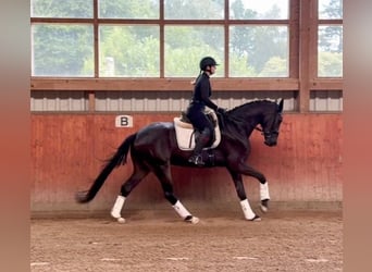 Hanovrien, Hongre, 4 Ans, 167 cm, Bai