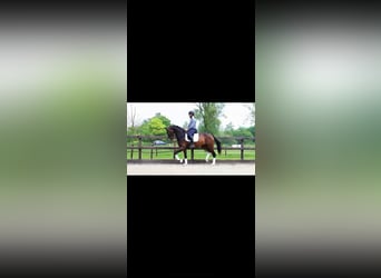 Hanovrien, Hongre, 4 Ans, 167 cm, Bai
