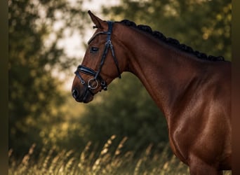Hanovrien, Hongre, 4 Ans, 167 cm, Bai