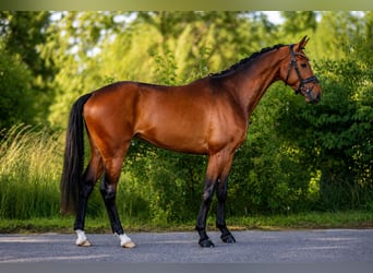 Hanovrien, Hongre, 4 Ans, 167 cm, Bai