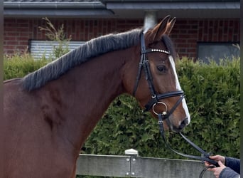 Hanovrien, Hongre, 4 Ans, 167 cm, Bai