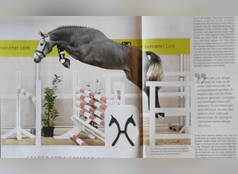 Hanovrien, Hongre, 4 Ans, 167 cm, Gris